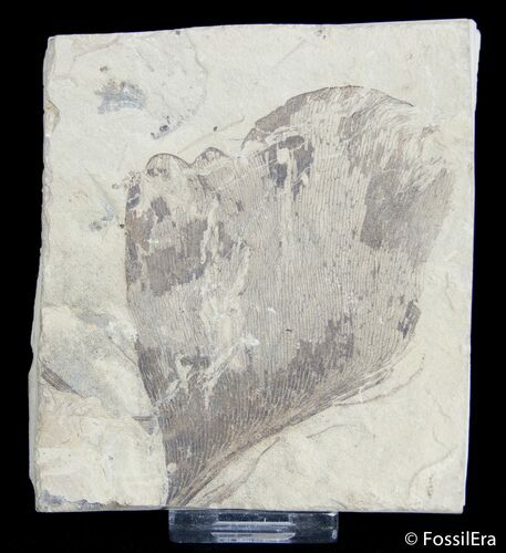 Fossil Leather Fern Leaf - Green River Formation #3101